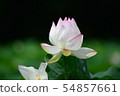 蓮花 54857661