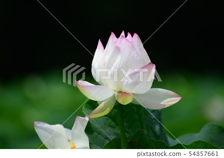 蓮花 蓮花 54857661