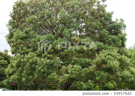 楊梅 楊梅 54857682