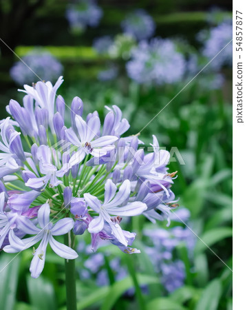 Agapanthus（六本木1丁目，東京，2019） 54857877