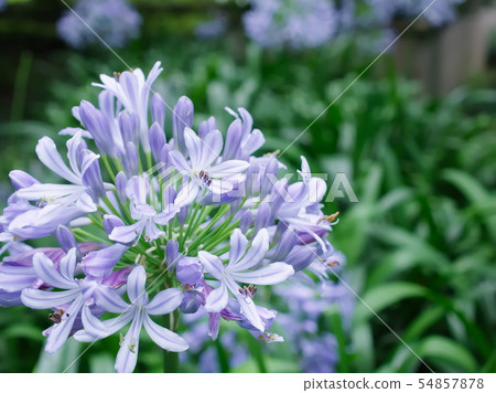 Agapanthus(六本木1丁目,東京,2019) Agapanthus(六本木1丁目,東京,2019) 54857878