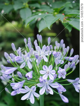 Agapanthus（六本木1丁目，東京，2019） 54857879