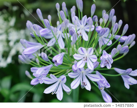 Agapanthus(六本木1丁目,東京,2019) Agapanthus(六本木1丁目,東京,2019) 54857880