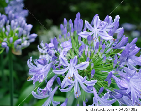 Agapanthus (Roppongi 1-chome, Tokyo, 2019) Agapanthus (Roppongi 1-chome, Tokyo, 2019) 54857882
