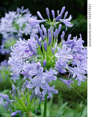 Agapanthus(六本木1丁目,東京,2019) Agapanthus(六本木1丁目,東京,2019) 54857883
