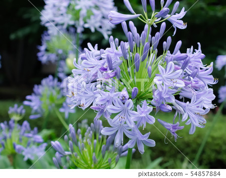 Agapanthus（六本木1丁目，東京，2019） 54857884