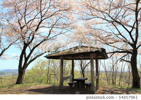 Kanno, Kanagawa Prefecture Hirohoyama Park Asamayama Sakura Kanno, Kanagawa Prefecture Hirohoyama Park Asamayama Sakura 54857961