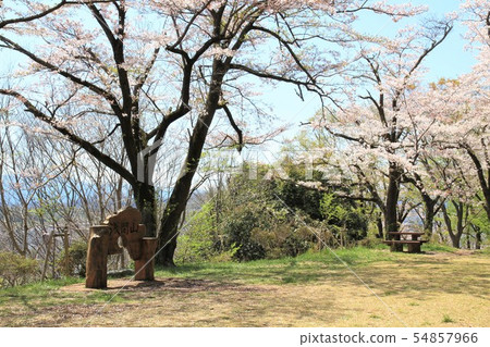 神奈川縣菅野Hirohoyama Park Asamayama Sakura 54857966