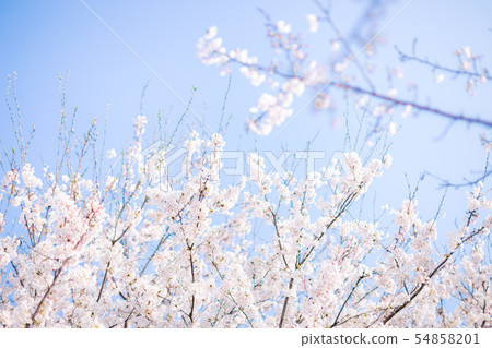 櫻花 54858201