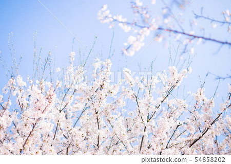 櫻花 54858202