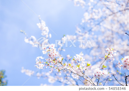 櫻花 54858346