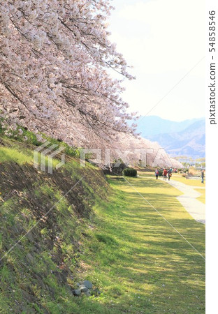 神奈川縣櫻野,沿著Mizunashi河 神奈川縣櫻野,沿著Mizunashi河 54858546