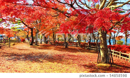 A bright red maple 54858598