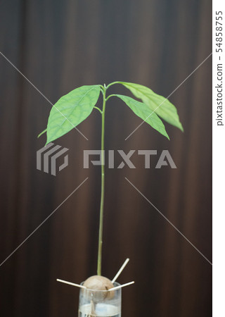 Germination with avocado cup 54858755