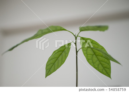 Germination with avocado cup 54858759