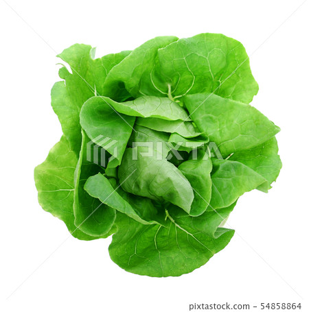 Lettuce Salad Isolated On White Background. Lettuce Salad Isolated On White Background. 54858864