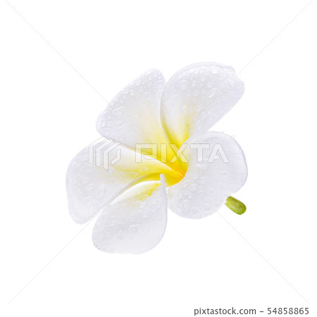 Plumeria flowers isolated on white background Plumeria flowers isolated on white background 54858865