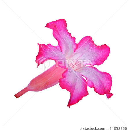 Azalea flowers isolated on white background. Azalea flowers isolated on white background. 54858866