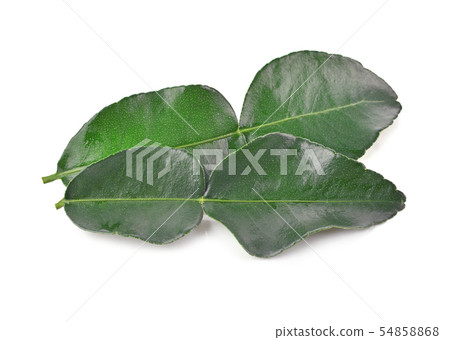 Bergamot fruit leaf on white background. Bergamot fruit leaf on white background. 54858868