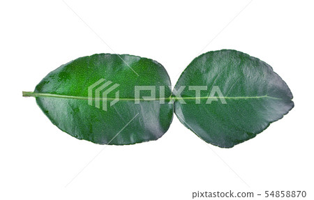 Bergamot fruit leaf on white background. Bergamot fruit leaf on white background. 54858870