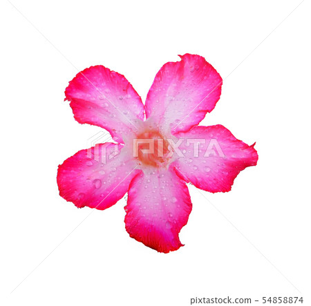 Azalea flowers isolated on white background. Azalea flowers isolated on white background. 54858874