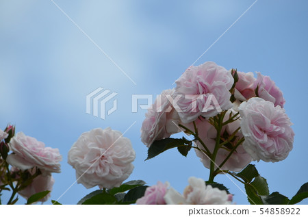 可以看到橫濱港的山公園的玫瑰 54858922