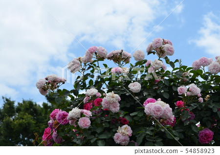 可以看到橫濱港的山公園的玫瑰 可以看到橫濱港的山公園的玫瑰 54858923