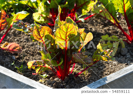 Red Veined Sorrel Red Veined Sorrel 54859111
