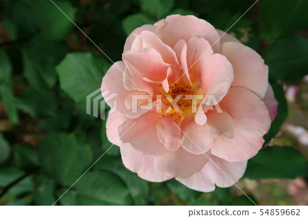 玫瑰 玫瑰 54859662