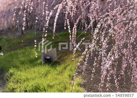 Shine of plum Shine of plum 54859857