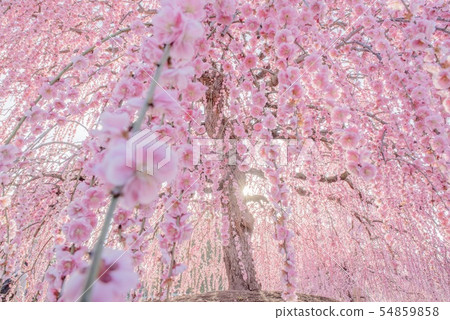 Weeping plum Weeping plum 54859858