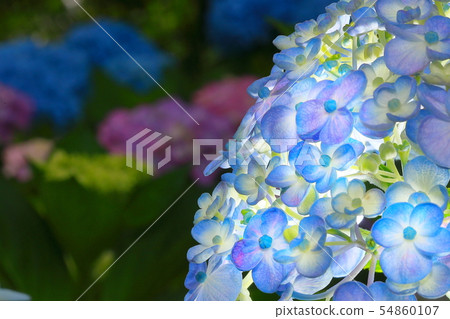 旋渦繡球花 54860107