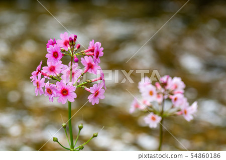 Northern grasses on the shore Northern grasses on the shore 54860186