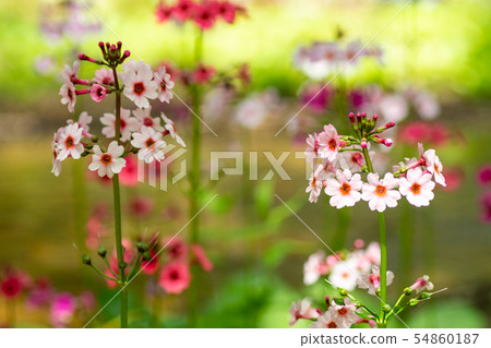 Nine-flowered grass in the forest 54860187