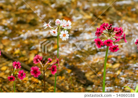 Flow and clinch 54860188