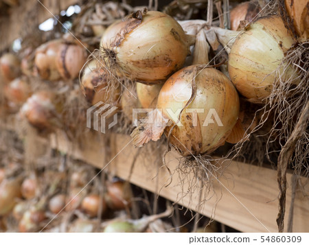 Dried onion under the eaves 54860309