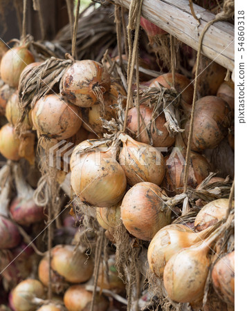 Dried onion under the eaves 54860318