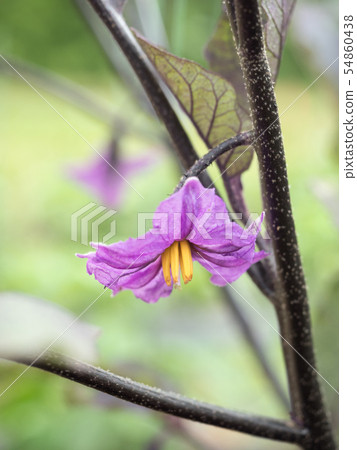 茄子花 茄子花 54860438