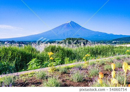 (Yamanashi Prefecture) Mt. Fuji seen from Kawaguchiko Oishi Park in summer (Yamanashi Prefecture) Mt. Fuji seen from Kawaguchiko Oishi Park in summer 54860754