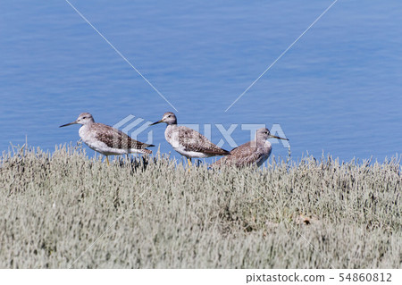 Greater Yellowlegs 54860812