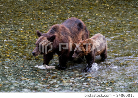 grizzly bear 54860813