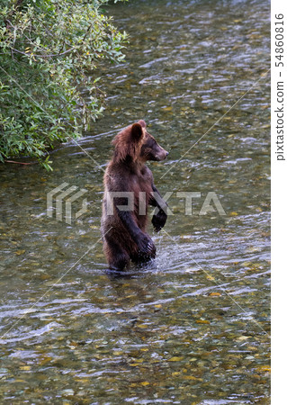 grizzly bear cub 54860816