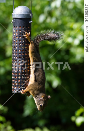 Squirrel and Bird Feeder 54860827