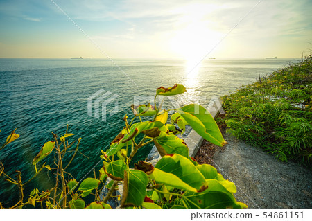 Bodhi Tree and the Sun is falling on the sea at 54861151