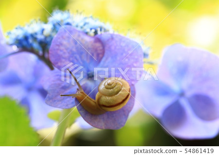 Snail 1306 54861419