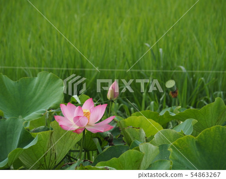 Lotus of Shimadajima Lotus of Shimadajima 54863267