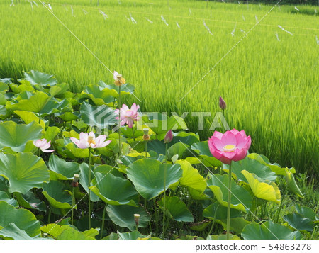 島島蓮花 島島蓮花 54863278