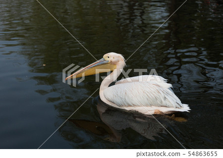 Spot-billed Pelican 54863655