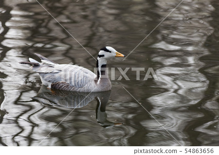 Bar-headed Goose 54863656