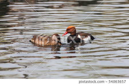Crested Pochard 54863657